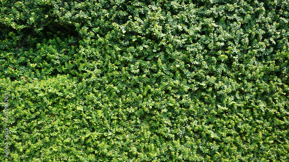 Green leaf background, Green grass wall texture for background design and eco and die-cut wall for artwork. Green leaf background, Green grass wall texture for background design and eco and die-cut wall for artwork.