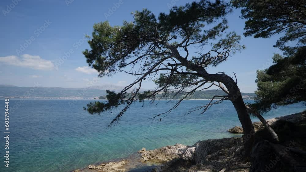 eine Kiefer am Meer, am Ufer der Steinküste von Kroatien mit Blick auf die Halbinsel Marian bei Split, a pine by the sea, at the beach in croatia, behind the pine you see the island Marian Split eine Kiefer am Meer, am Ufer der Steinküste von Kroatien mit Blick auf die Halbinsel Marian bei Split, a pine by the sea, at the beach in croatia, behind the pine you see the island Marian Split