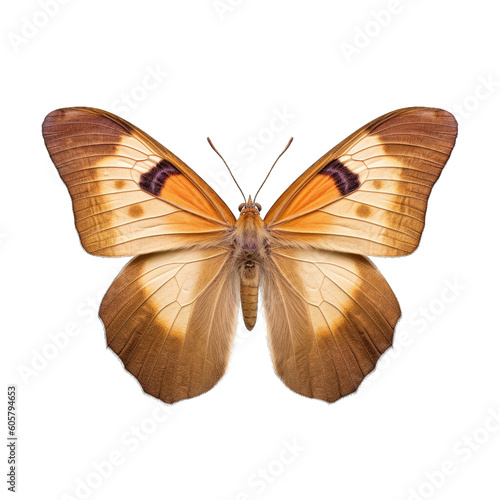 Meadow brown butterfly -  Maniola jurtina 1. Transparent PNG. Generative AI photo