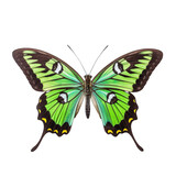 Tailed jay butterfly -  Graphium agamemnon 1. Transparent PNG. Generative AI