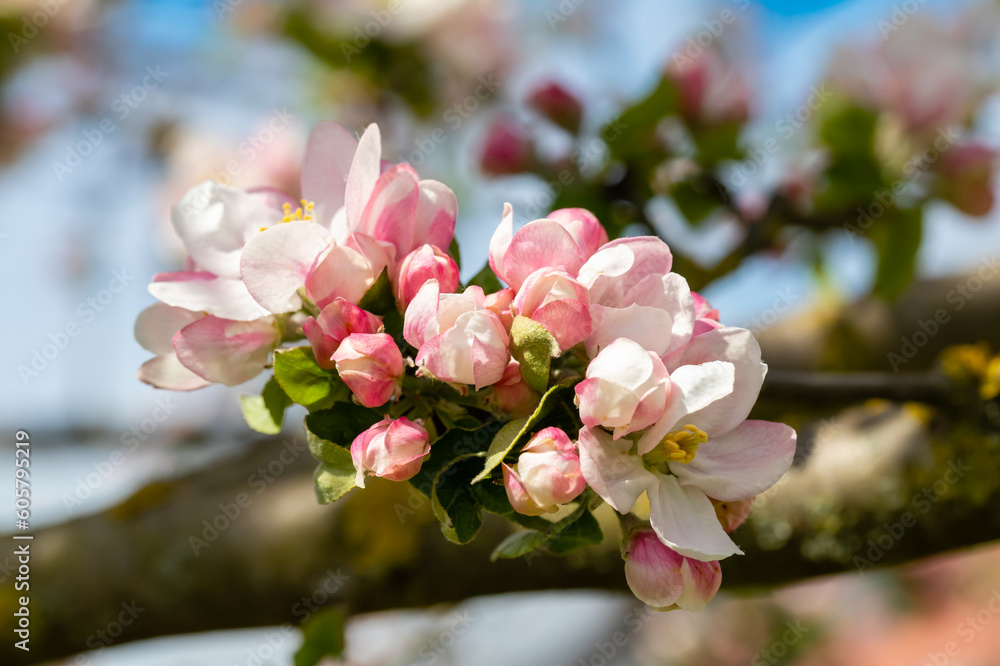 Blossoming branches of an apple tree in the home garden against. Blossoming branches of an apple tree in the home garden against.