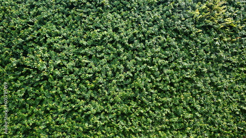 Green leaf background, Green grass wall texture for background design and eco and die-cut wall for artwork.