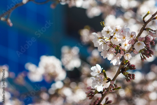 Beautiful, Urban, Spring White Blooms on Tree Branch w/ Blue Skyscraper in Back–Wedding, Baby Shower, Brunch, Garden Party, Birthday, Invitation, Border, Arbor, Backdrop, Flier, Poster, Ad, Wallpaper,