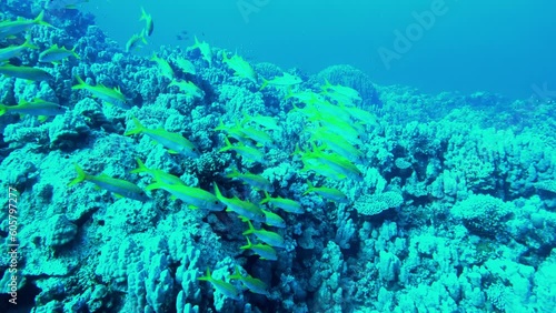 Flock of small antias fishes at the bottom of the Red sea in Egypt, travel concept photo