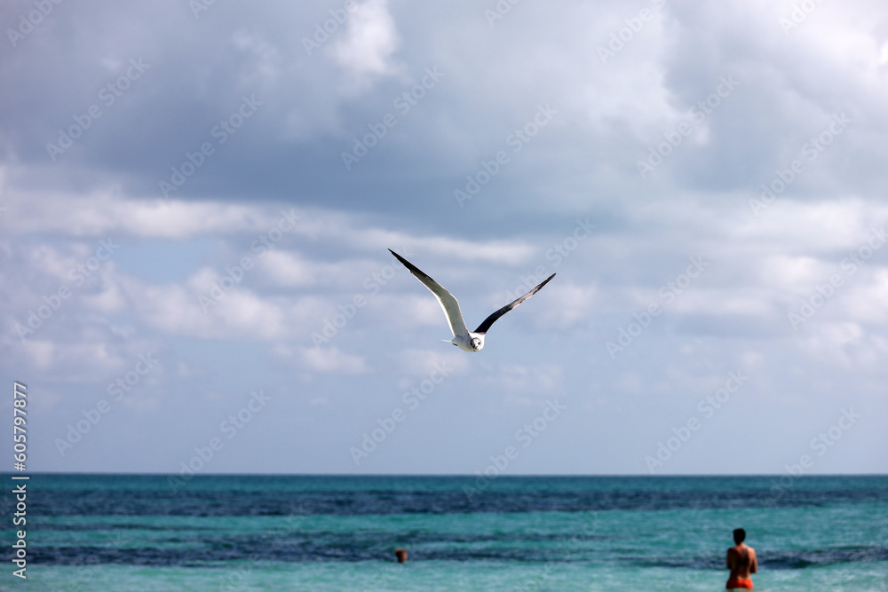 Seagull flying over sea waves and swimming people on background of blue sky with white clouds