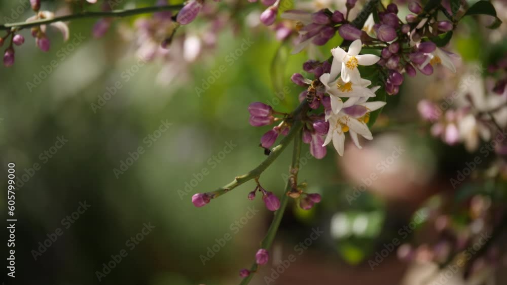 Eine Wildbiene fliegt eine Zitronenblüte an, schnuppert dran, fliegt dann wieder weg, a bee at work Eine Wildbiene fliegt eine Zitronenblüte an, schnuppert dran, fliegt dann wieder weg, a bee at work