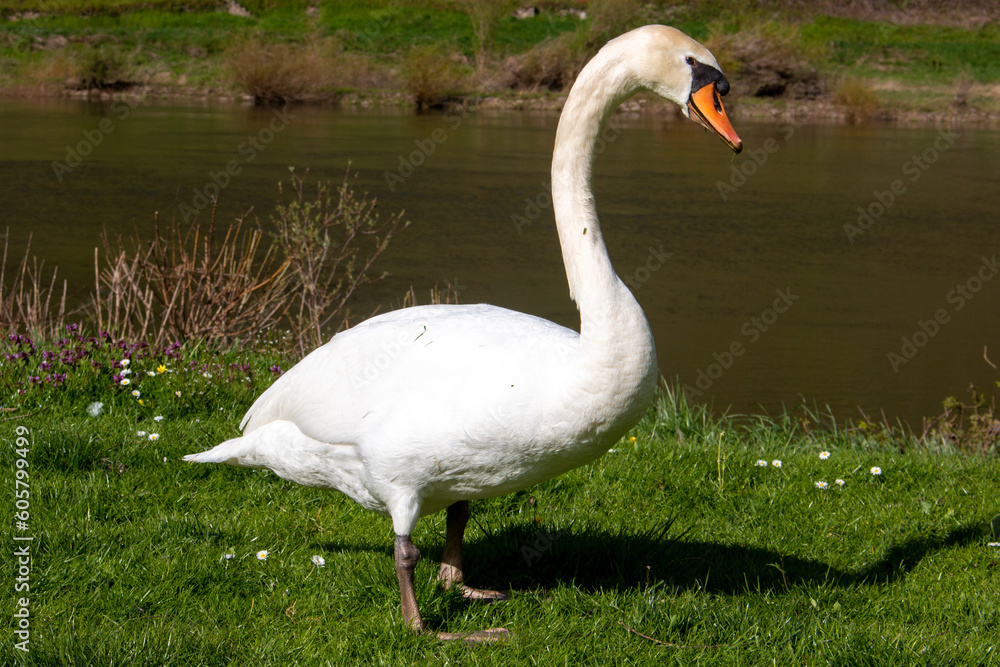 Mute Swan (in german Höckerschwan) Cygnus olor