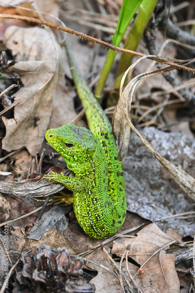 Fototapeta premium A nimble lizard in the wild.