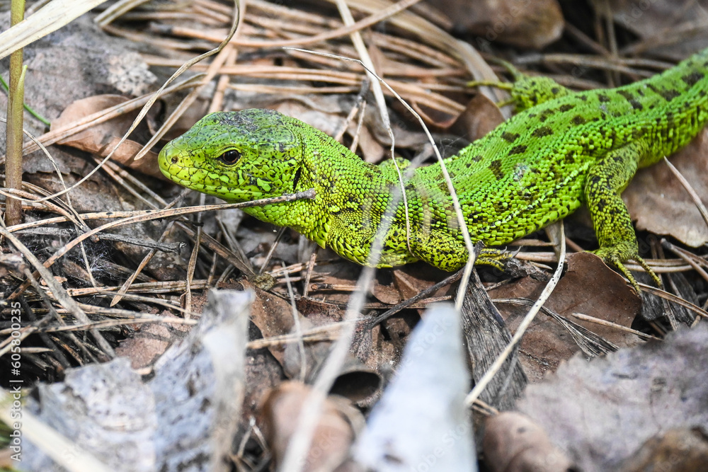 A nimble lizard in the wild. A nimble lizard in the wild.