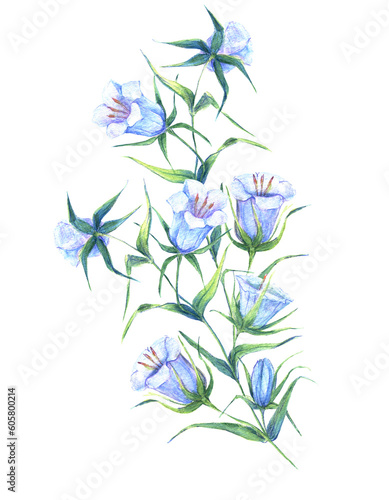 Watercolor bouquet of bell flowers and on white background. Illustration for your project.