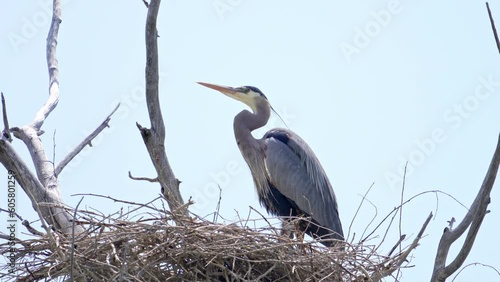 Great Blue Heron in a nest with three chicks high in a tree top on a sunny day.