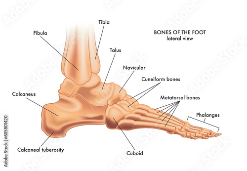 Medical illustration of the major parts of the foot bones in lateral view, with annotations. photo