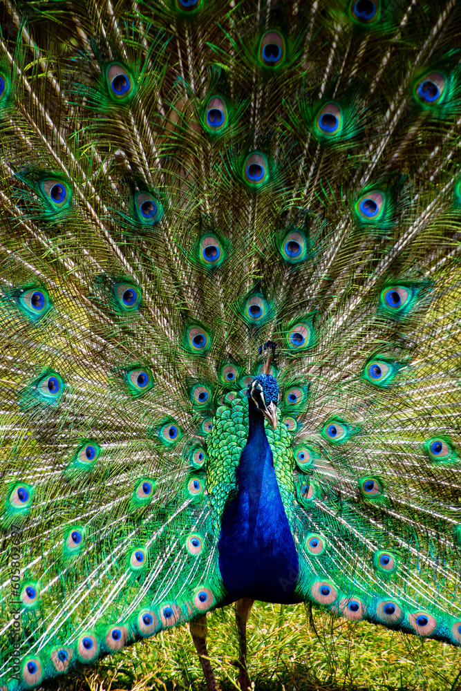 Naklejka premium Portrait of beautiful peacock with feathers out