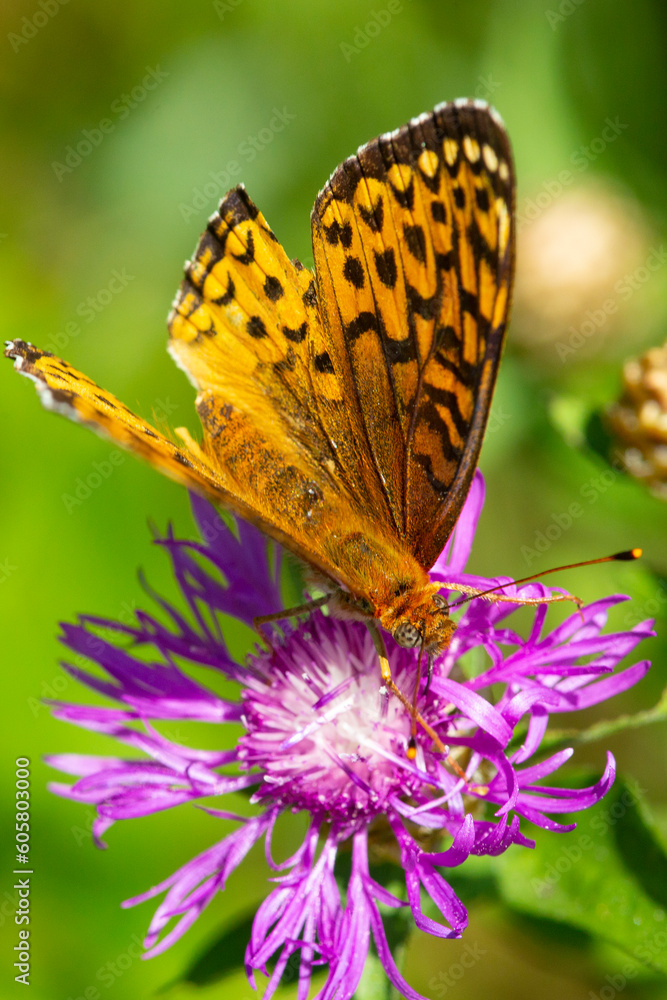 Obraz premium Closeup of a great spangled fritillary butterfly with imperfect wings.