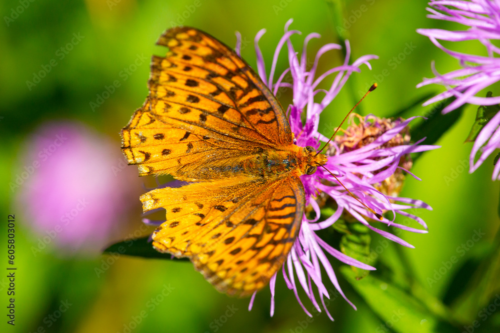 Closeup of a great spangled fritillary butterfly with imperfect wings. Closeup of a great spangled fritillary butterfly with imperfect wings.
