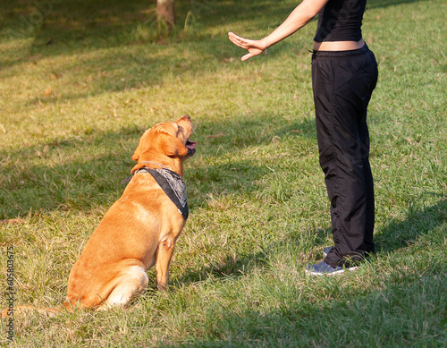 Labrador Retriever dog sitting and waiting for his handler's orders