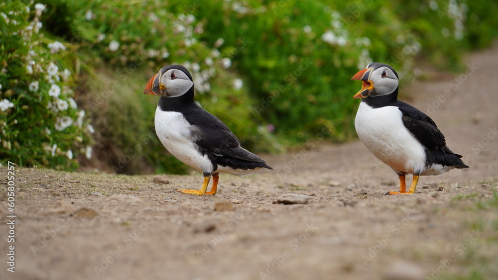 Fototapeta premium Skomer Island Puffins