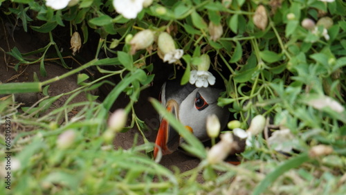 Puffin hiding in its burrow