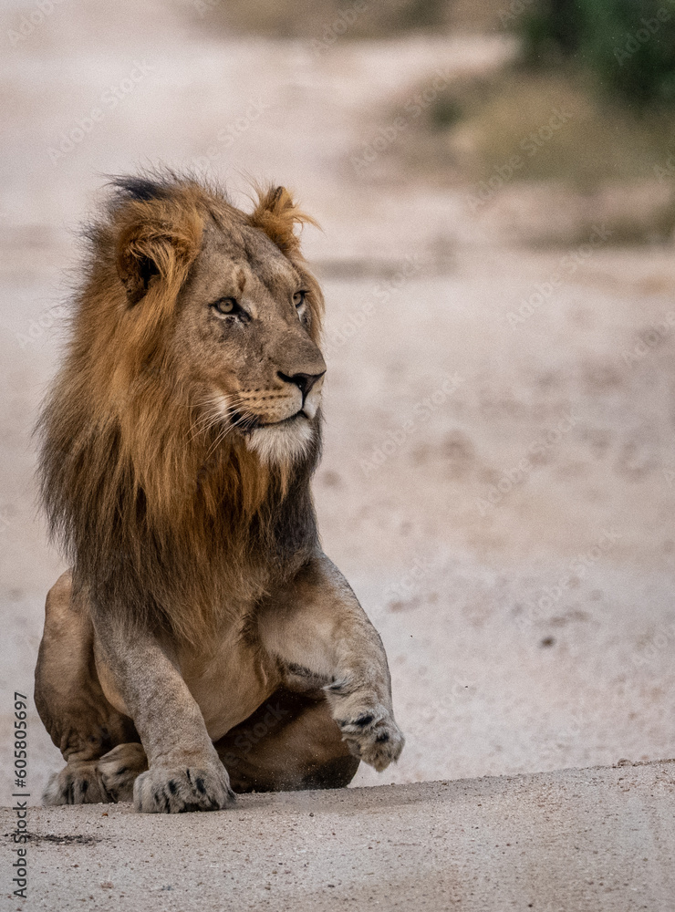 Naklejka premium LIon pouncing