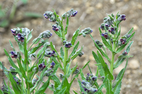 Cynoglossum officinale blooms in nature photo