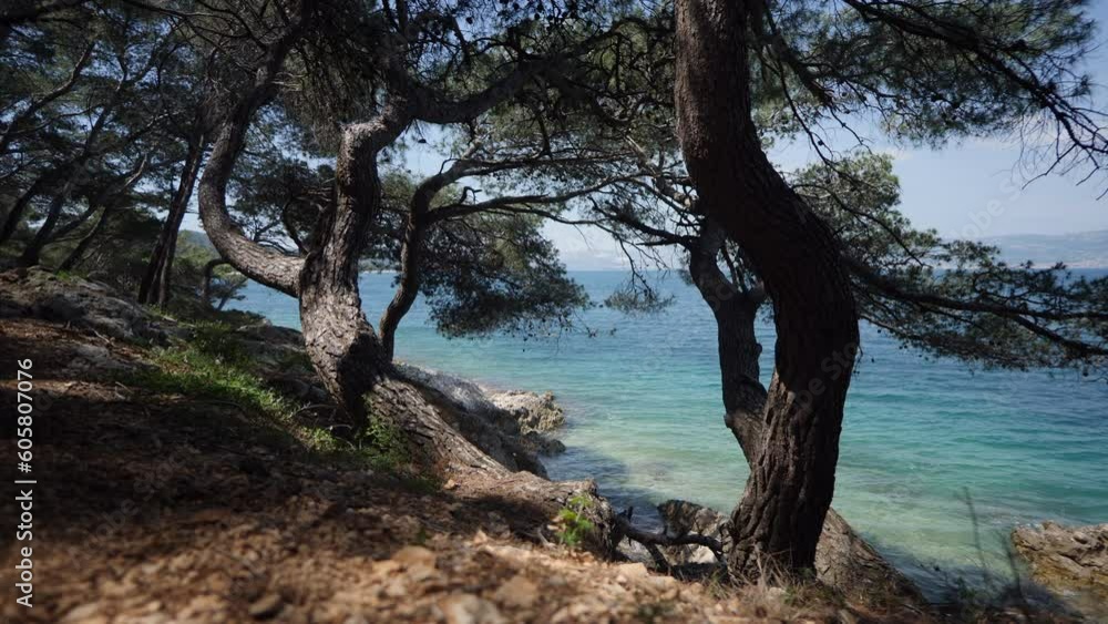 Kiefer verbringen das ganze Jahr am Meer und genießen das mediterrane Klima in Kroatien, the pines are blessed with the Mediterranean climate the hole year, what a great life in nature Kiefer verbringen das ganze Jahr am Meer und genießen das mediterrane Klima in Kroatien, the pines are blessed with the Mediterranean climate the hole year, what a great life in nature