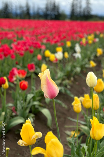 Tulip Farm  6