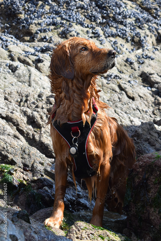 golden dog at the beach in sunshine playing in sand, rocks, rock pools and sea