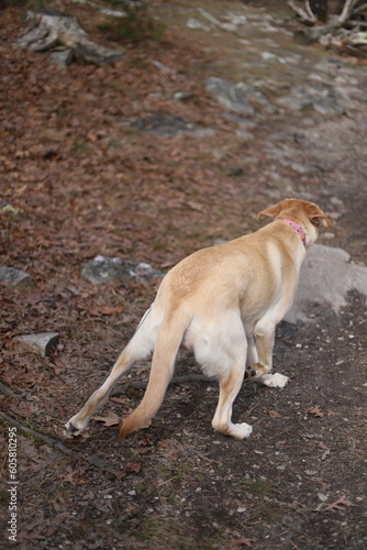 Dog on a trail