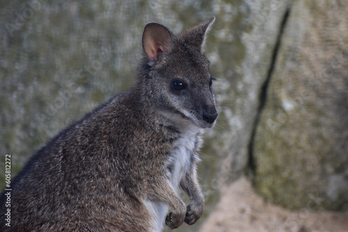 wallaby kangaroo close up face in zoo wild habitat