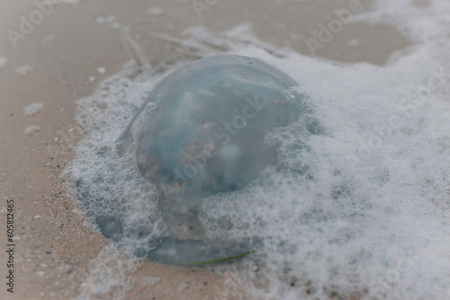 A jellyfish lies on a sandy shore in sea foam