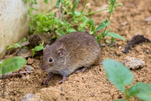 The common vole (Microtus arvalis) in a natural habitat photo