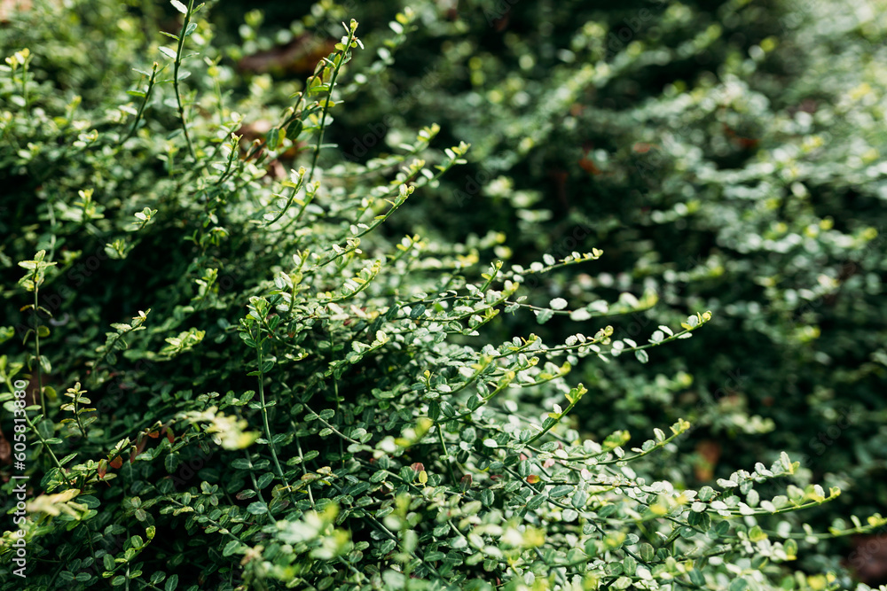 Close-up of evergreen bush boxwood in the nature. Concept: Greenery, natural pattern or nature texture. Close-up of evergreen bush boxwood in the nature. Concept: Greenery, natural pattern or nature texture.