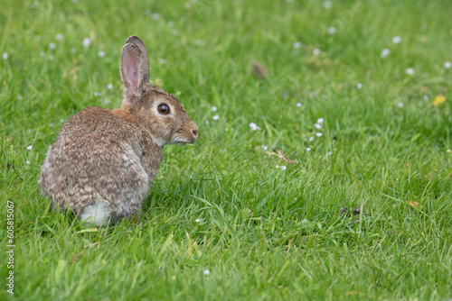 rabbit in grass © scott