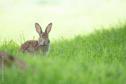 rabbit in the grass © scott