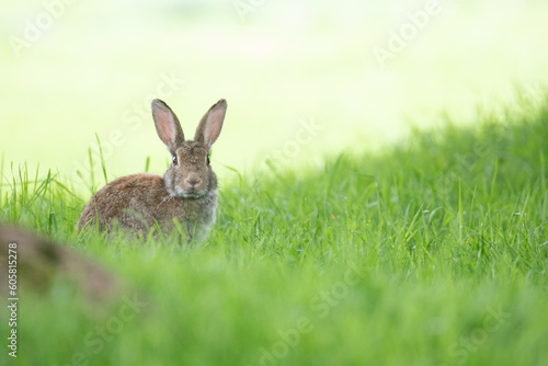 rabbit in the grass