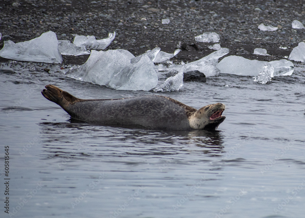Naklejka premium The laughing seal