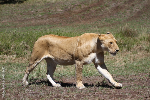 Close-up of a tired and hungry lioness walking down a mud road road
