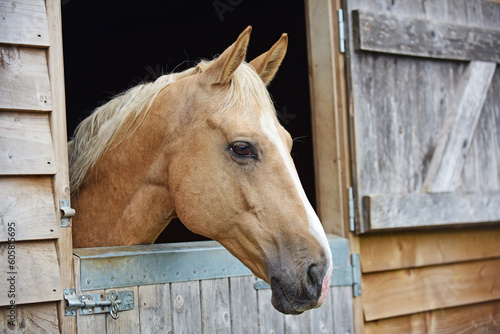 Portrait of a palomino horse with head over wooden stable door