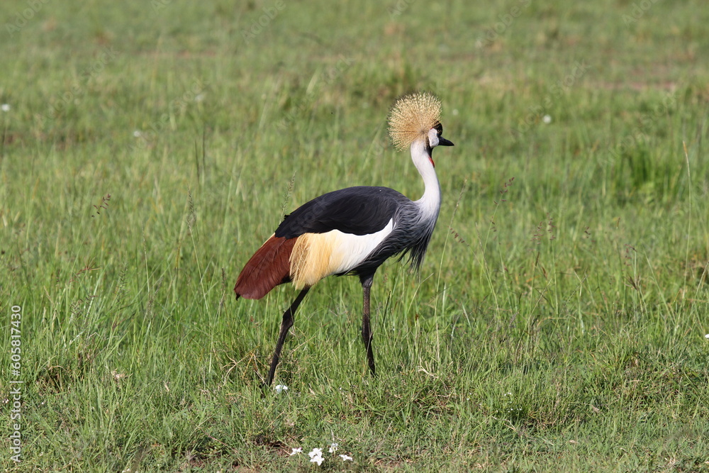 Grey Crowned Crane walking down a grass road. A close-up