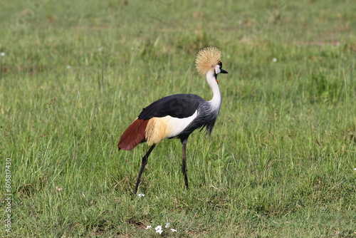 Grey Crowned Crane walking down a grass road. A close-up