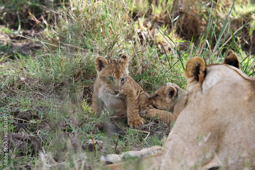 Two tiny baby lion cubs playing in green grass, ovelooked by mother lioness