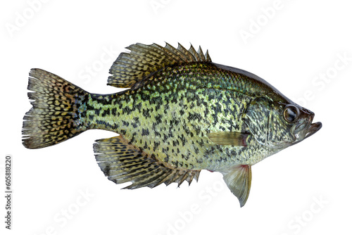 Black crappie fresh caught in a northern Minnesota lake isolated on a white background