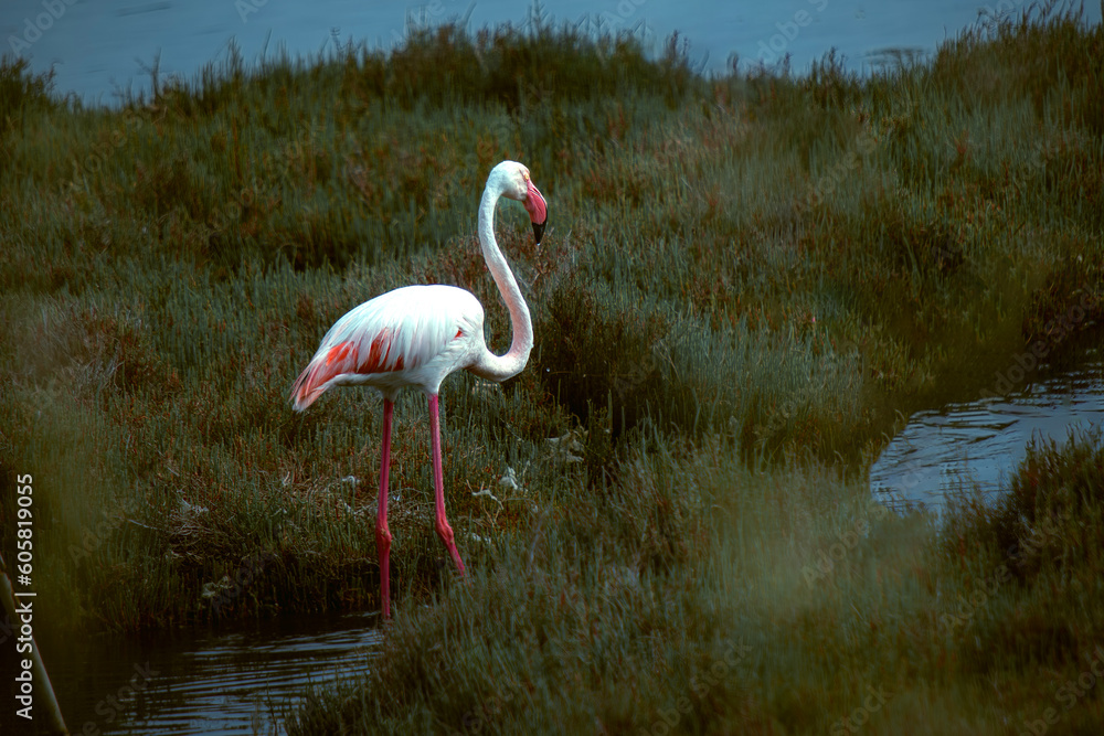 The permanent guests of Izmir urban forest are flamingos