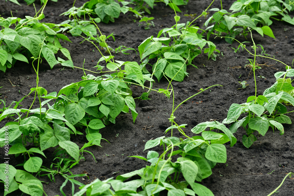 young bean sprout growing in the garden outdoors, young bean sprout growing in the garden outdoors,