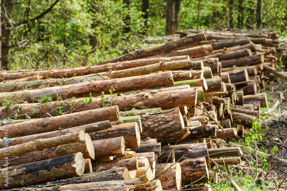 Freshly cut tree logs are stacked in the forest during sunset. Pine logs before loading and transportation. Illegal logging damages the environment. Wood harvesting woodworking industry. Felled trees Freshly cut tree logs are stacked in the forest during sunset. Pine logs before loading and transportation. Illegal logging damages the environment. Wood harvesting woodworking industry. Felled trees