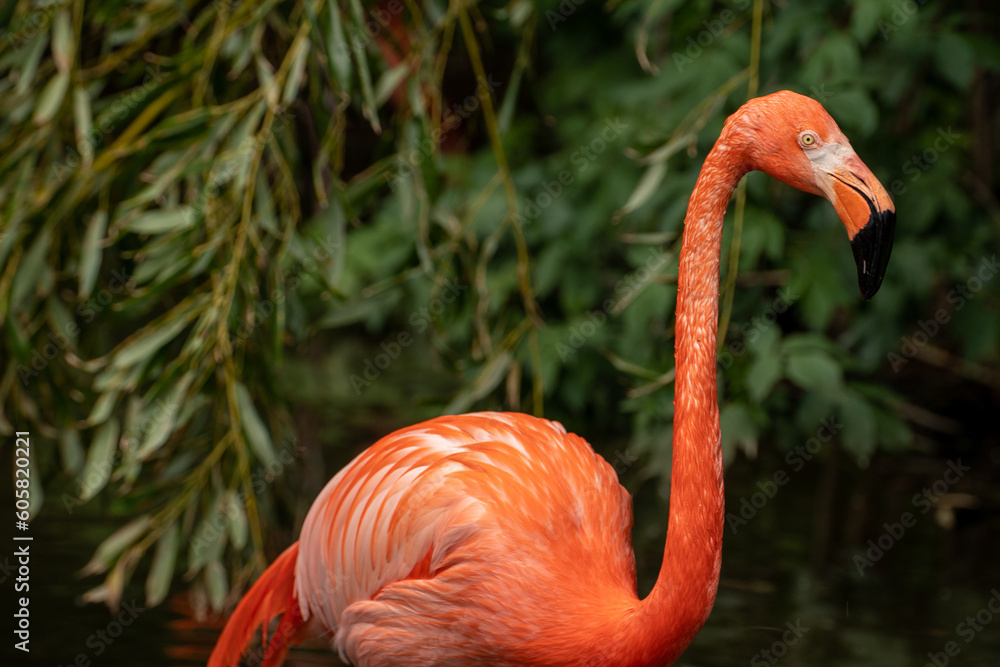 Obraz premium Flamingo im Wasser