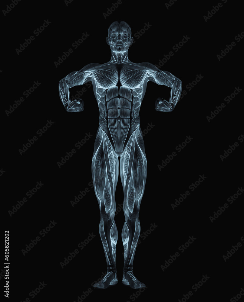 average man muscle maps is doing a super hero pose average man muscle maps is doing a super hero pose