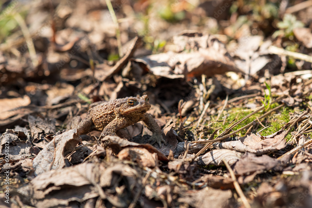 common toad after hibernation among dry foliage