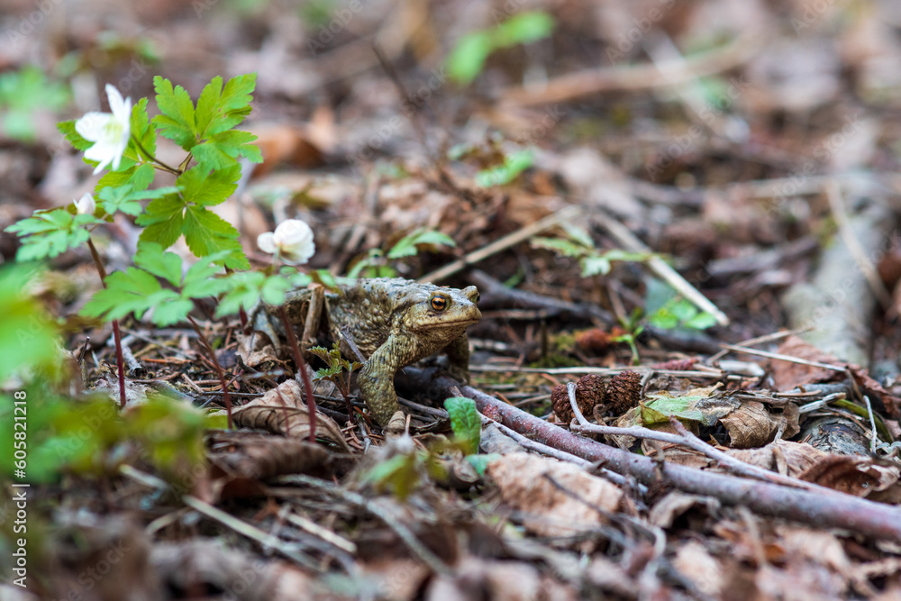 common toad after hibernation among dry foliage and first spring flowers common toad after hibernation among dry foliage and first spring flowers