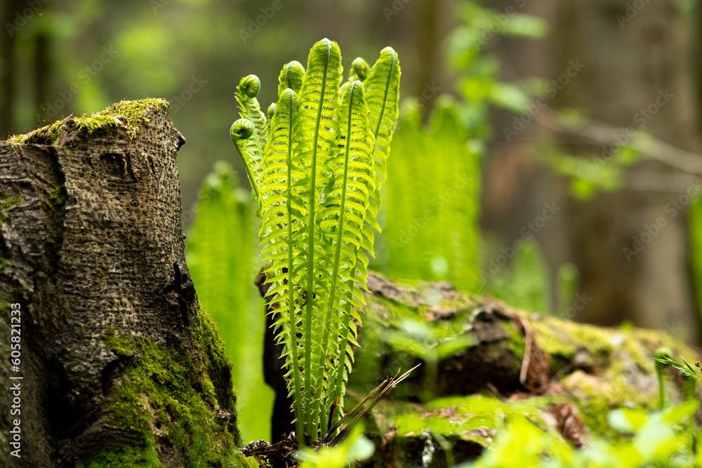 natural spring forest landscapу, sprouts of ferns next to the stump